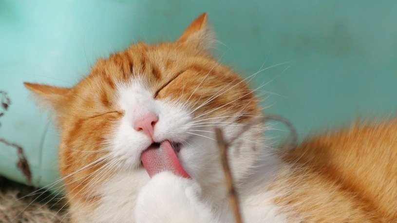 Katze, die die Zunge herausstreckt und sich das Fell putzt.