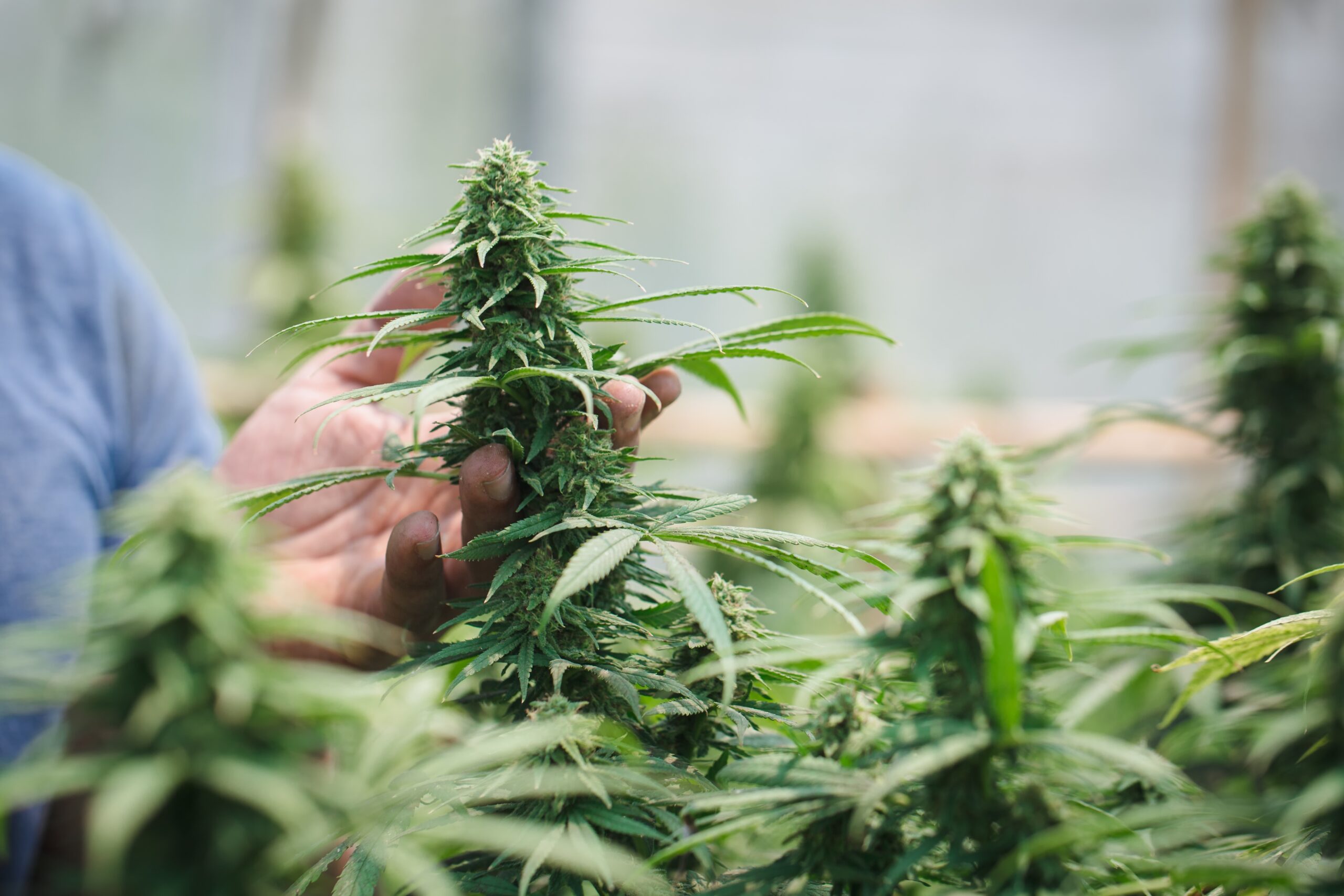 Hand touching a cannabis plant