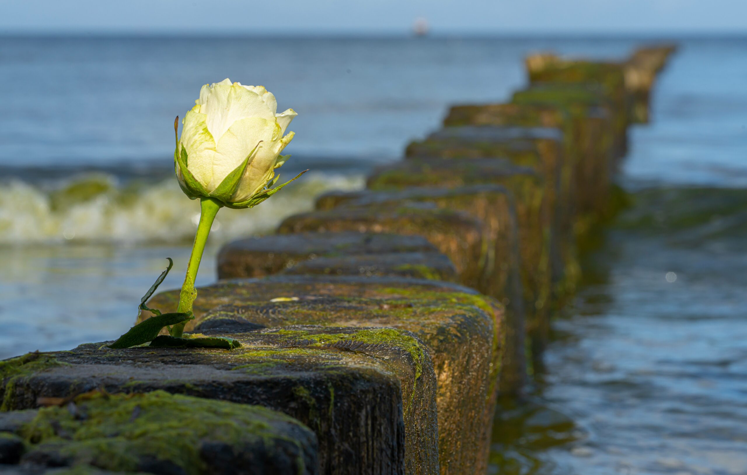Zwischen zwei Baumstämme gesteckte weiße Rose am Meer