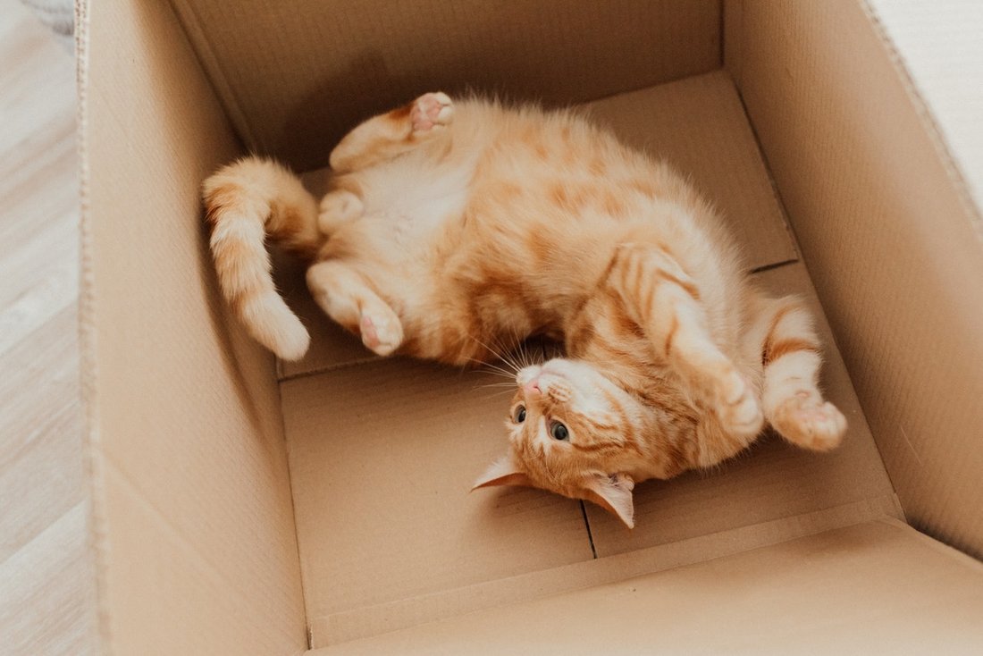 Katze in einem Karton